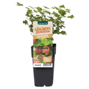 GARDENLINE Obstgarten Beerenstrauch