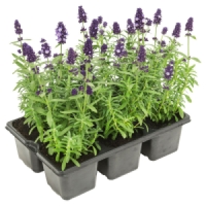 GARDENLINE Premium-Lavendel 4.99 €