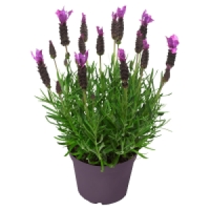 Aldi Süd  GARDENLINE Premium-Lavendel