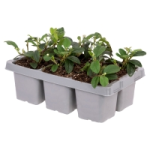 Aldi Süd  GARDENLINE Bodendecker, 6er-Tray