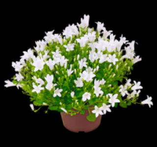 Glockenblume 2.99 €