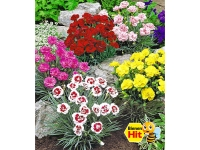 Prachtmischung Duft-Gartennelken, 5 Pflanzen Dianthus