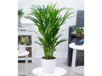 Lidl  Areca Palme ca. 50 cm hoch,1 Pflanze