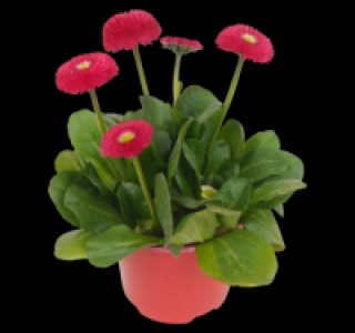 Gänseblümchen