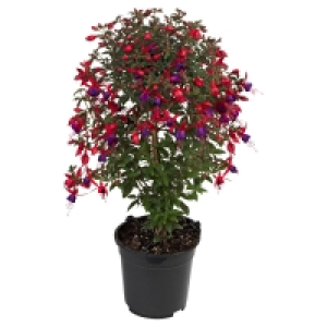 GARDENLINE Fuchsienstämmchen 5.99 €