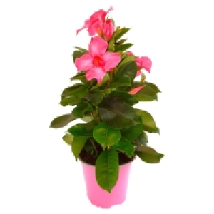 GARDENLINE Dipladenia  6.99 €