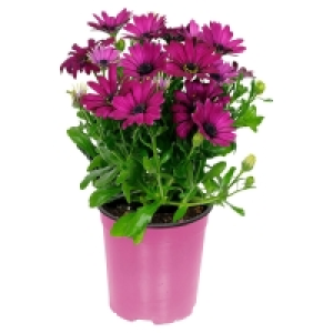 Aldi Süd  GARDENLINE Lavendel oder Kapmargerite