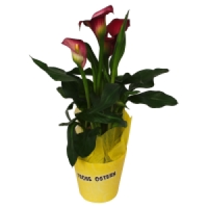 GARDENLINE Oster-Mix Calla