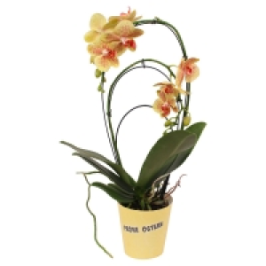 Aldi Süd  GARDENLINE Oster-Mix Phalaenopsis Rainbow