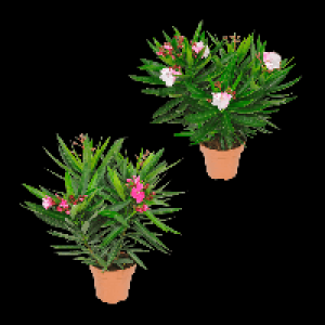 Aldi Nord Gardenline GARDENLINE Oleander-Busch