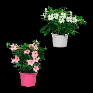 GARDENLINE Dipladenia-Busch 4.99 €