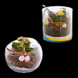 GARDENLINE Bepflanztes Osterglas 7.99 €