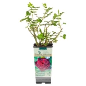 GARDENLINE Rosen 3.99 €