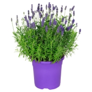 GARDENLINE Lavendel 2.99 €
