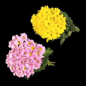 GARDENLINE Chrysanthemen 1.99 €