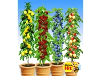 Lidl  Säulen-Obst-Kollektion Birne, Kirsche, Pflaume & Apfel, 4 Pflanzen