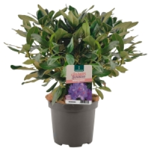 GARDENLINE Rhododendron-Busch  4.99 €