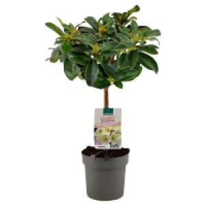 GARDENLINE Rhododendron-Stämmchen 9.99 €