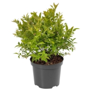 GARDENLINE Heidelbeere  4.99 €