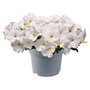 GARDENLINE Beet- und Balkonpflanzen 1.99 €