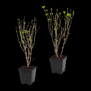 GARDENLINE Gartenhibiskus 3.79 €