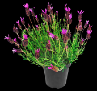 Lavendel