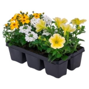 GARDENLINE Beet- und Balkonpflanzenset Ton in Ton, 6er-Tray
