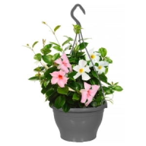 Aldi Süd  GARDENLINE Dipladenia-Ampel-Duo