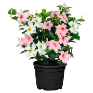 Aldi Süd  GARDENLINE Dipladenia-Busch-Duo