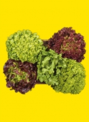 Fil­der­städ­ter Bun­te Sa­la­te 1.19 €