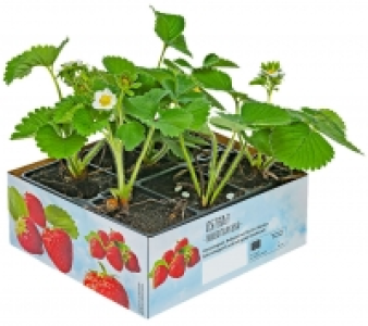 Kaufland  Erdbeerpflanzen 6er Pack