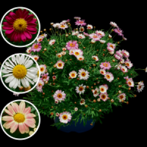 Margeritenbusch 4.99 €