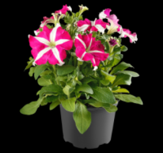 Beetpflanze 1.49 €