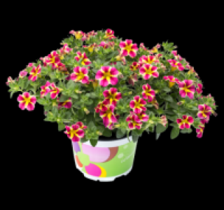Beetpflanze 1.99 €