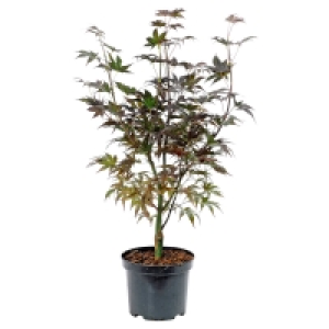 GARDENLINE Ahorn-Strauch 13.99 €