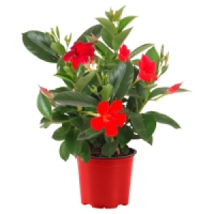 GARDENLINE Dipladenia 2.99 €