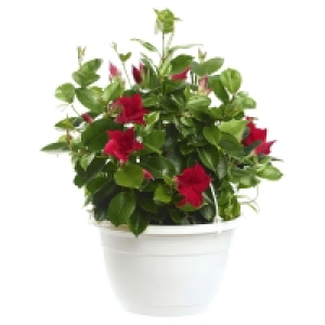 GARDENLINE Dipladenia 8.99 €