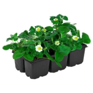 GARDENLINE Erdbeerpflanze 3.49 €