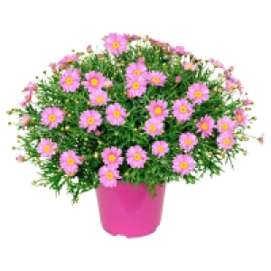 GARDENLINE Margeriten-Busch 3.99 €
