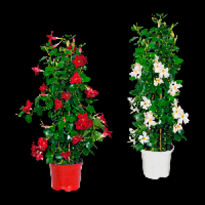 GARDENLINE Dipladenia-Pyramide 10.99 €