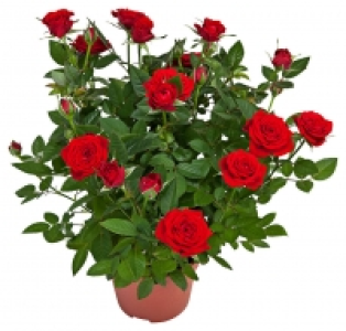 Rose 2.99&nbsp;&euro;