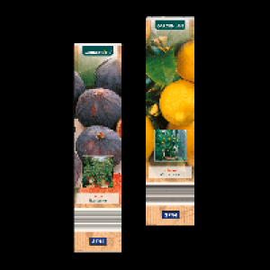 GARDENLINE Mediterrane Pflanze 2.99 €