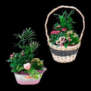 GARDENLINE Muttertagspflanzen 7.99 €
