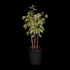 GARDENLINE Pfingstrose 4.99 €