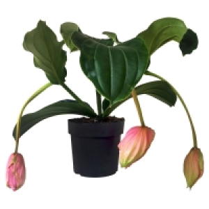 Aldi Süd  GARDENLINE Medinella
