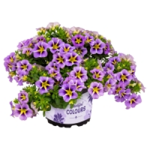 GARDENLINE Calibrachoa Tik Tok
