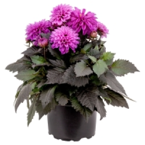 GARDENLINE Dahlie XXL