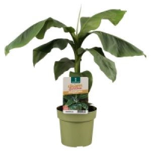 Aldi Süd  GARDENLINE Banane (Musa)