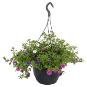 Aldi Süd  GARDENLINE Calibrachoa-Ampel