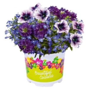 Aldi Süd  GARDENLINE Confetti-Mix